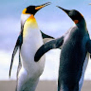 Meet your Posher, Raymond